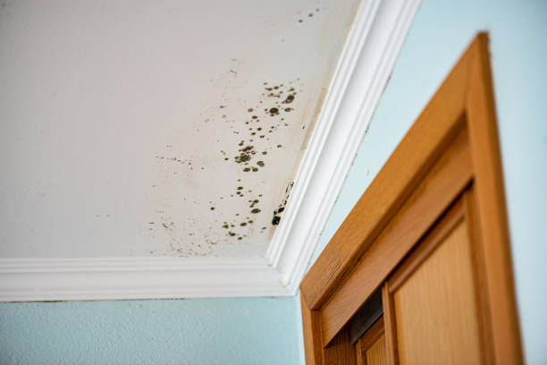 Best Affordable Mold Removal  in New Albany, MS