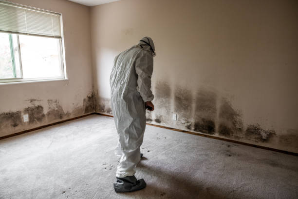 Best Local Mold Removal Service  in New Albany, MS